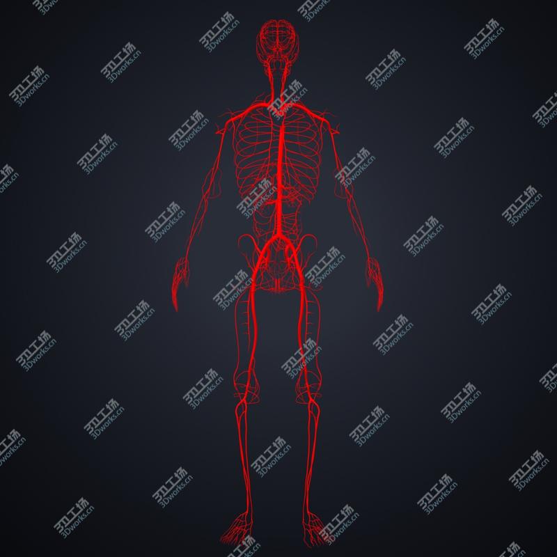 images/goods_img/20210319/3D model Arteries, veins and nerves/5.jpg